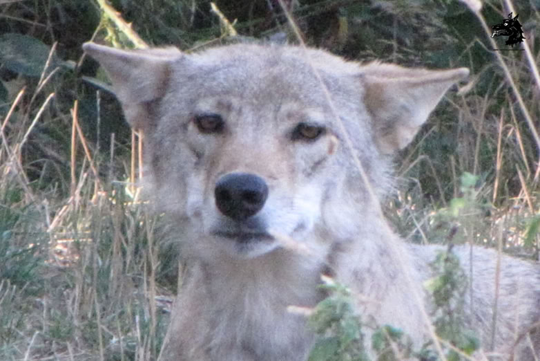 Parc Les loups du Gévaudan