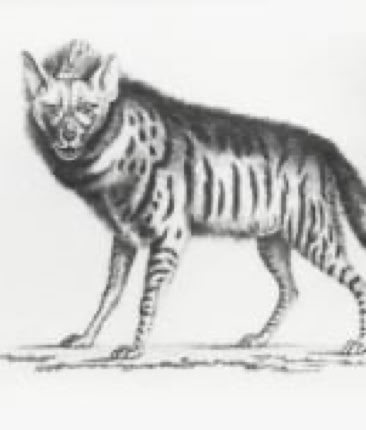 La Bête du gévaudan : un mystère zoologique ?