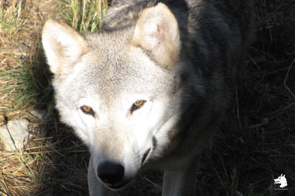 Parc Les loups du Gévaudan