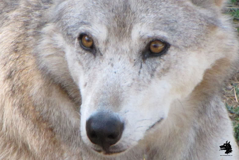 Parc Les loups du Gévaudan